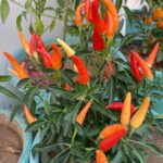 PHOTO-2025-12-09-20-03-18_1