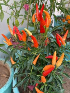 PHOTO-2025-12-09-20-03-18_1