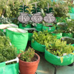 Winter Vegetables – Live Workshop